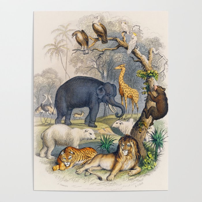 Jungle Animals - Goldsmith's Animated Nature Poster