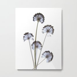 flowers on white background. botanical prints framed. Metal Print