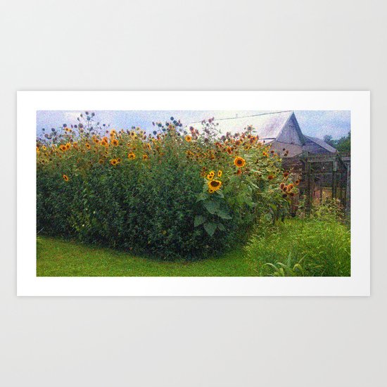 Sunflowers Overgrow the Barn Art Print