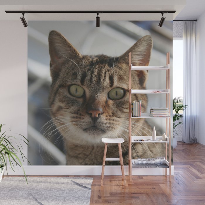 Beautiful Eyed Tabby Cat  Wall Mural