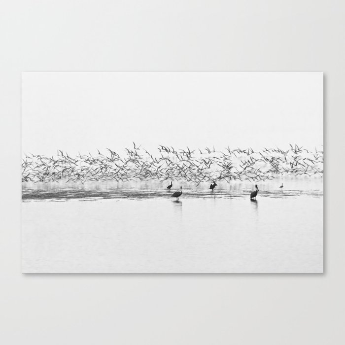 Flock of Terns and Pelicans in the Florida Bay Canvas Print