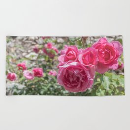 Bright pink roses - floral cheerful nature photography Beach Towel