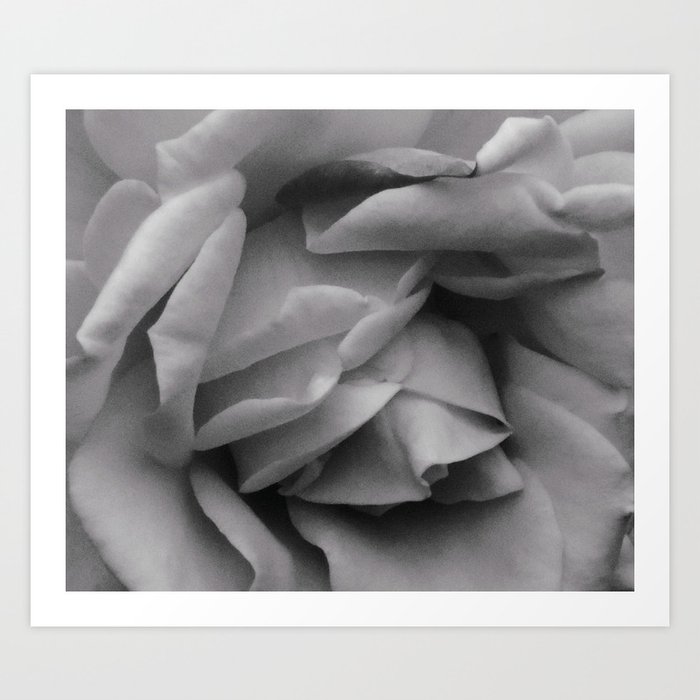 Black and white rose Art Print