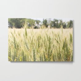 Summer Wheat 2 Metal Print