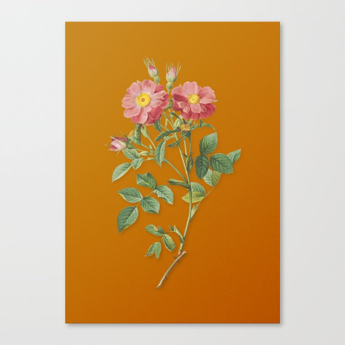 Vintage Queen Elizabeths Sweetbriar Rose Botanical Illustration on Bright Orange Canvas Print