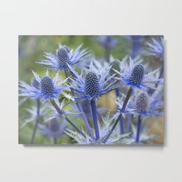 Sea Holly Metal Print | Photo, Botanical, Thistle, Flowers, Floral, Blueflowers, Flora, Eryngium, Plant, Nature 