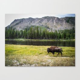 Buffalo in Yellowstone Landscape Canvas Print