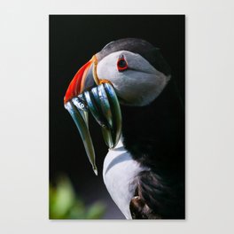 bird fishing Canvas Print