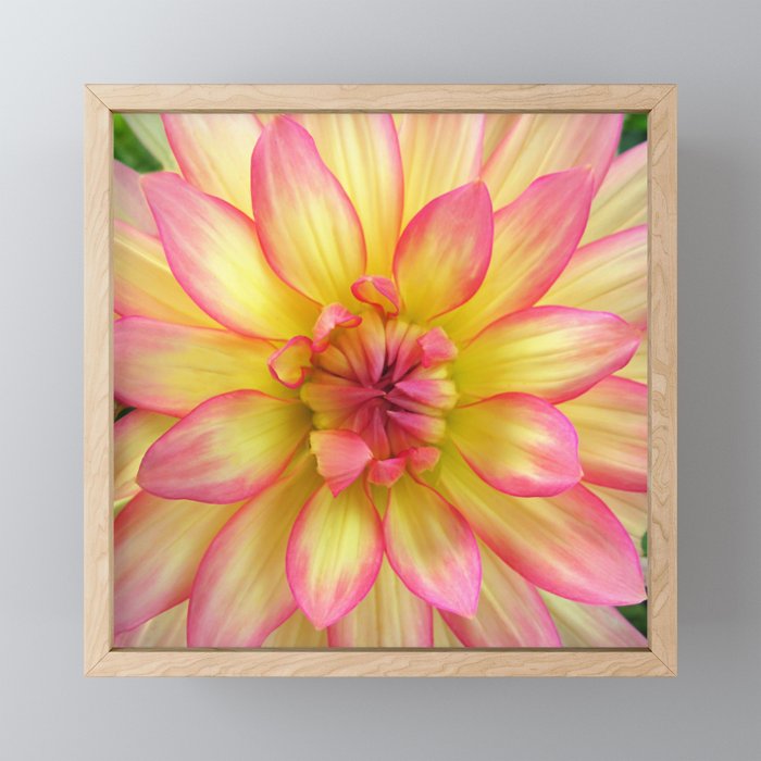 Pink and Yellow Dahlia Flower / Nature Macro Photography Framed Mini Art Print