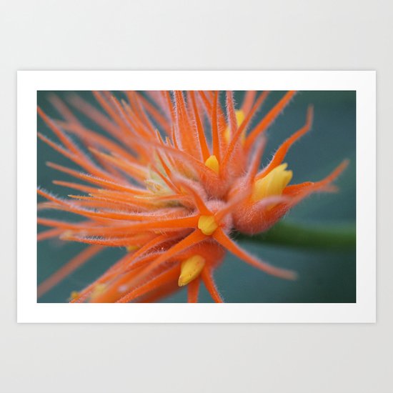 Orange Beauty Art Print