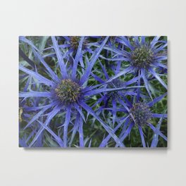 BLUE SEA HOLLY Metal Print | Seaholly, Eryngo, Blue, Spiky, Seaside, Digital, Leaves, Photo, Botany, Nature 