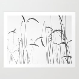 Wild Grass Black and White Photography Art Print