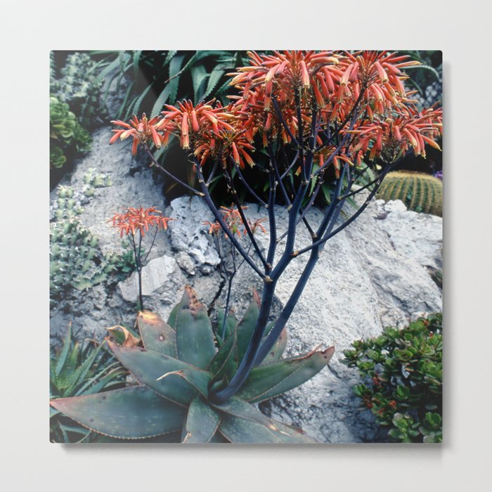 Succulent Garden Coral Orange and Green Metal Print