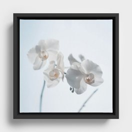 Orchid B Framed Canvas