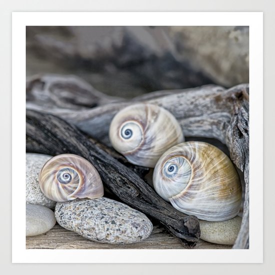 Shark's eye shells and driftwood Art Print