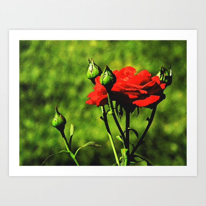 A Kiss from a Rose Art Print