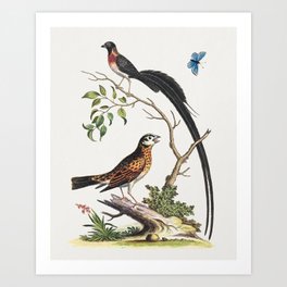 Two Birds, One with Very Long Tailfeathers, and Blue Butterfly (1745) print by George Edwards Art Print | Nature, Enlightenment, Retro, Painting, History, Vintage, Print, Naturalhistory, Old, Design 