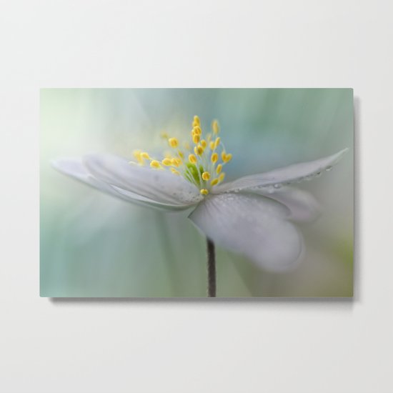 Gorgeous Wood Anemone... Metal Print