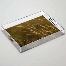 South Africa Photography - Straws Shined On By The Sunset Acrylic Tray