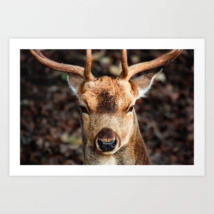 Closeup of a male deer in the forest Art Print