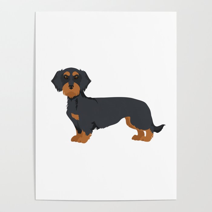 Wirehaired Black Tan Dachshund Poster