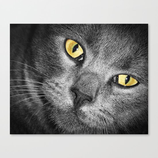 Silver Cat Canvas Print