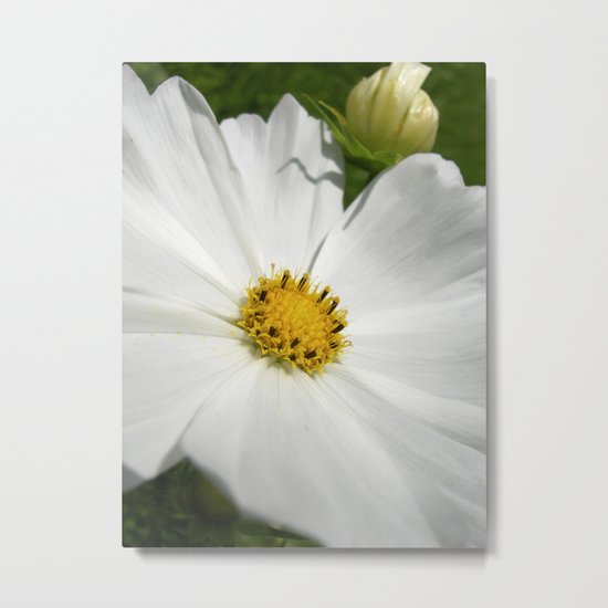 cosmos flower macro XI Metal Print