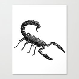 scorpion Canvas Print