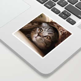Meme Stickers To Match Your Personal Style Society6