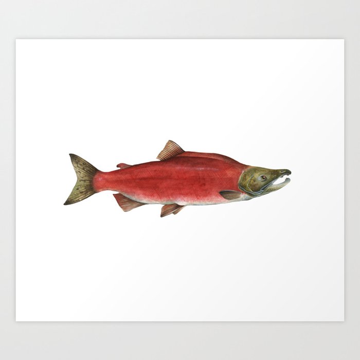 Sockeye Salmon Art Print