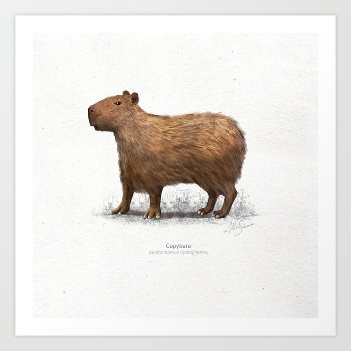 Capybara scientific illustration art print Art Print