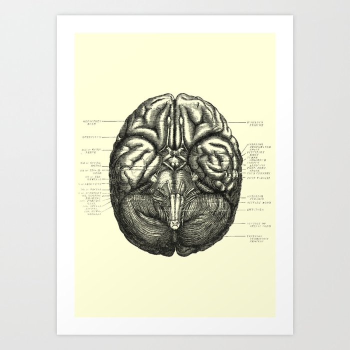 Human Brain Art Print by nerodesign | Society6