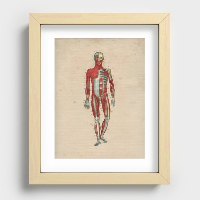 Human Muscle Anatomy 1841 Print Recessed Framed Print