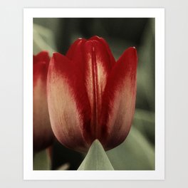Red Tulip II Art Print