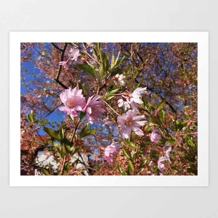 Ornamental cherry in full bloom in the garden in front of my home Art Print
