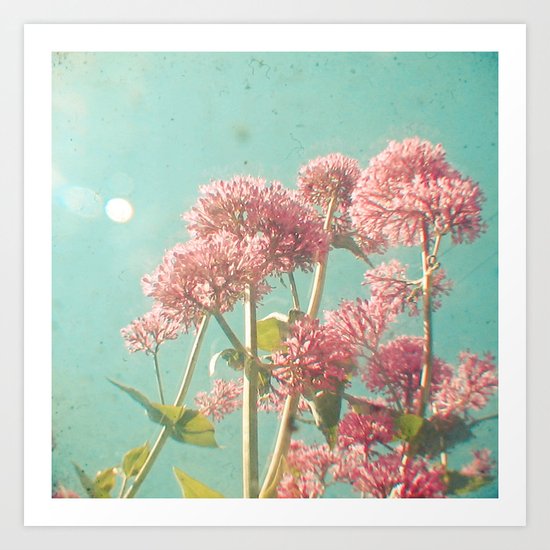 Pink Milkweed Art Print