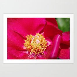Peony Scarlet O'Hara - Red Satin with Gold Dust Art Print | Magenta, Peonymacro, Springflower, Digital, Red, Macro, Garden, Photo, Floralphoto, Peony 