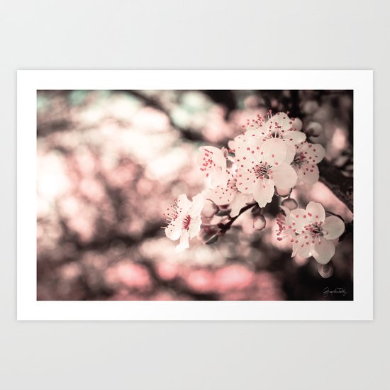 Sweet Spring (White Cherry Blossom) Art Print
