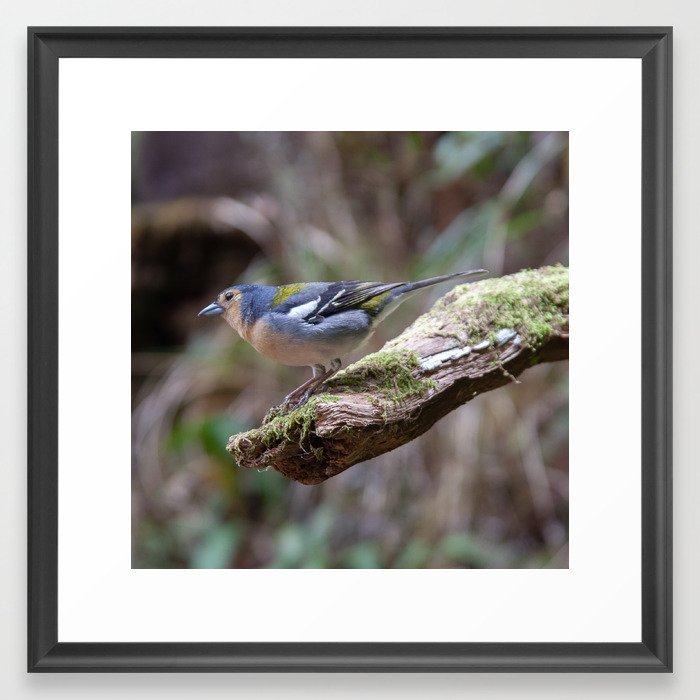 Madeira Finch on a Branch Framed Art Print
