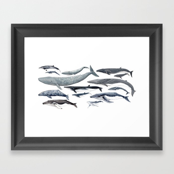Whale diversity Framed Art Print