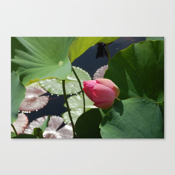 Lily Pad Flower Canvas Print