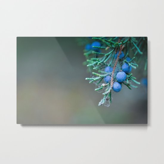 Juniper Berries Metal Print