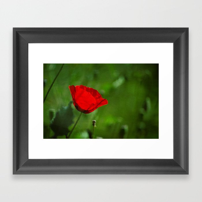 Red Poppy Framed Art Print