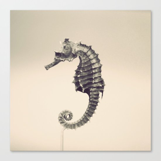 Water Pony Canvas Print