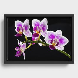 White and purple orchid Framed Canvas