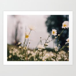 Dreamy flower field on 35mm film Art Print
