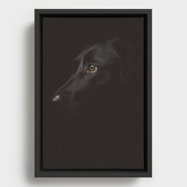 Black Labrador Framed Canvas