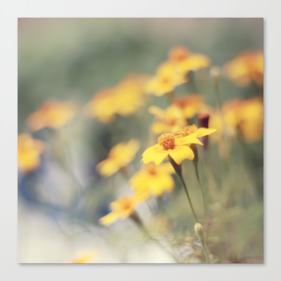 Orange zest Canvas Print