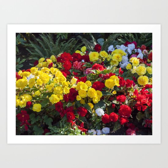 Begonias in Flower Art Print