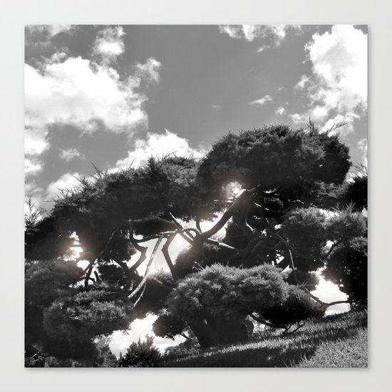 B&W Tree Canvas Print